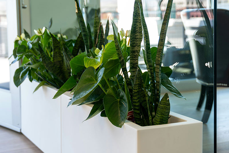 Groenbeheer schoonkantoor